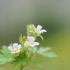 雑草 と 呼ばれし花