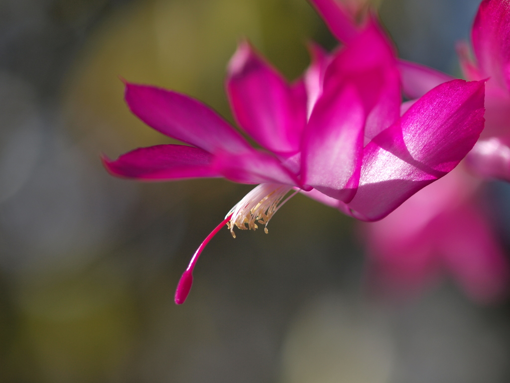 季節の花