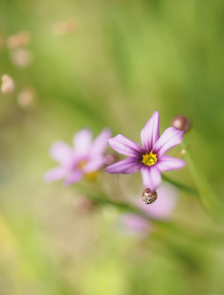 雑草と呼ばれし 花