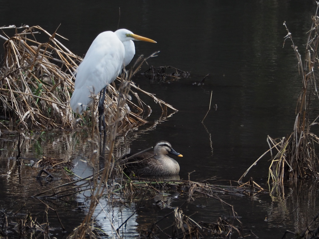 異な 取り合わせ
