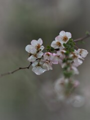 雨に打たれて