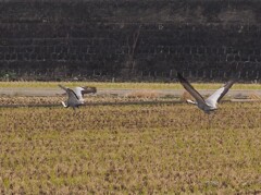又逢う日まで