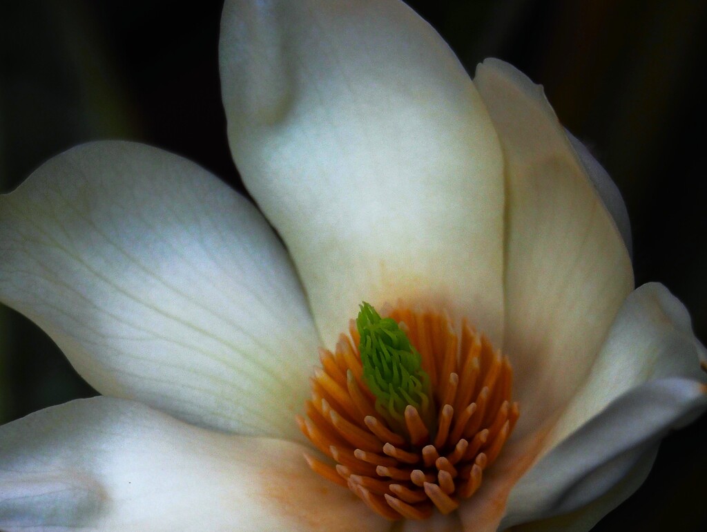 コブシの 花