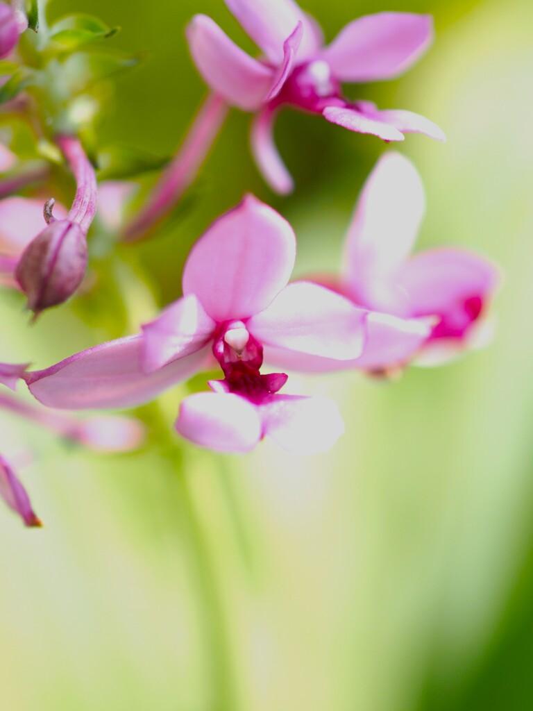 ナツエビネ 花弁