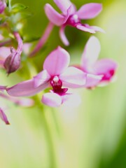 ナツエビネ 花弁