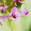 ナツエビネ 花弁
