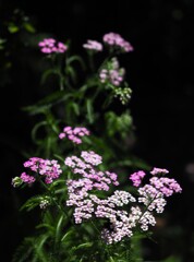 息の長～い 花