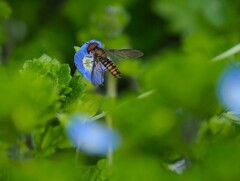 小さな花 の 小さな虫