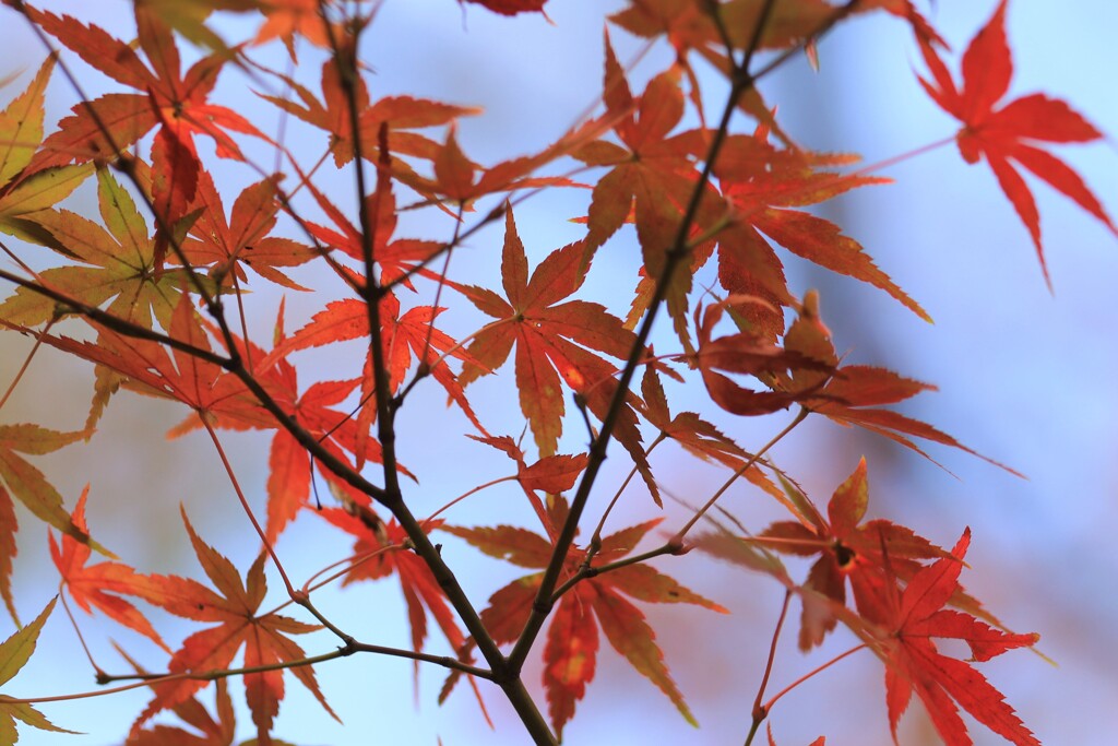 紅葉１
