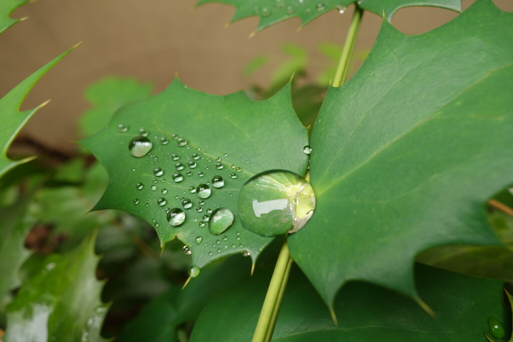 雨上がり１