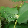 雨上がり１