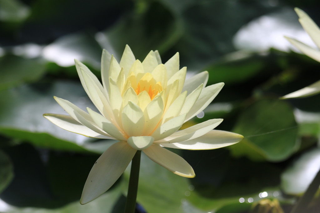 南池の蓮の花
