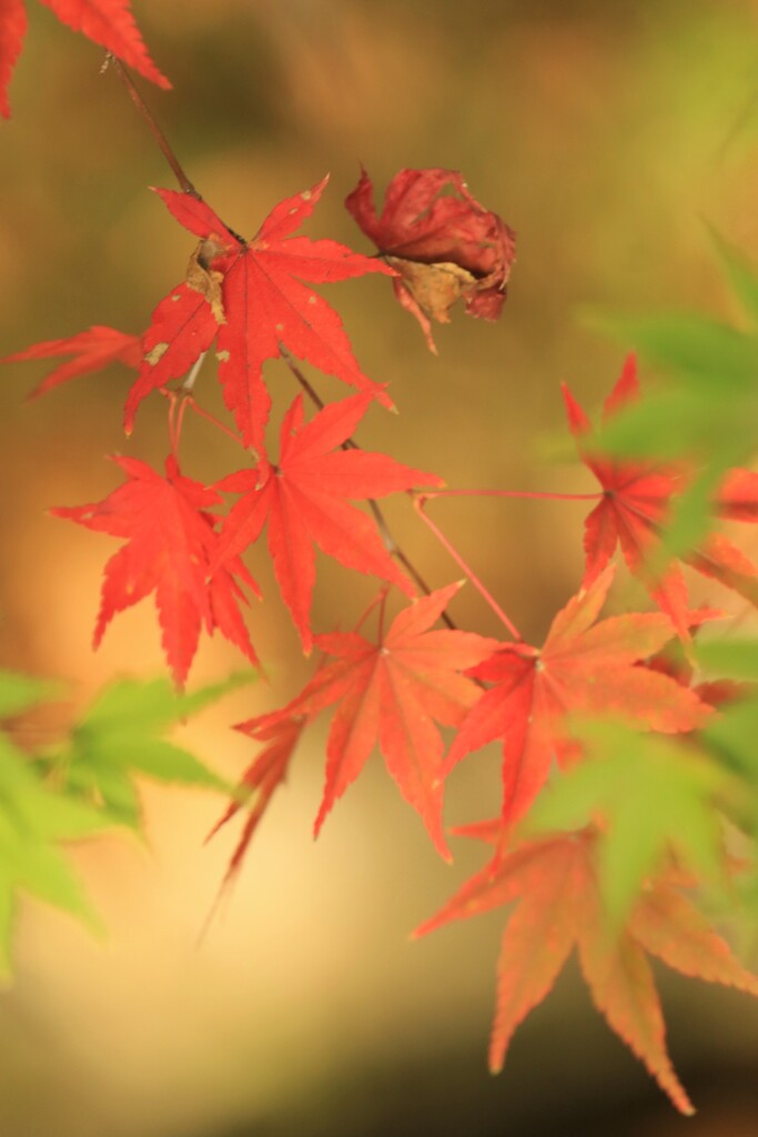 紅葉４