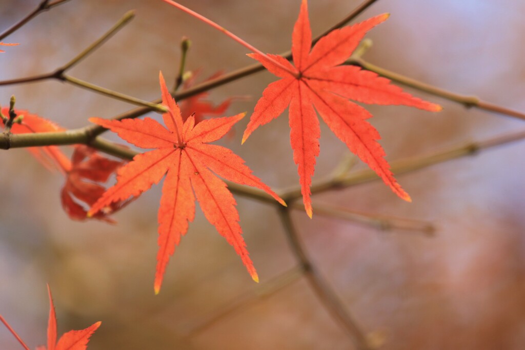 紅葉２
