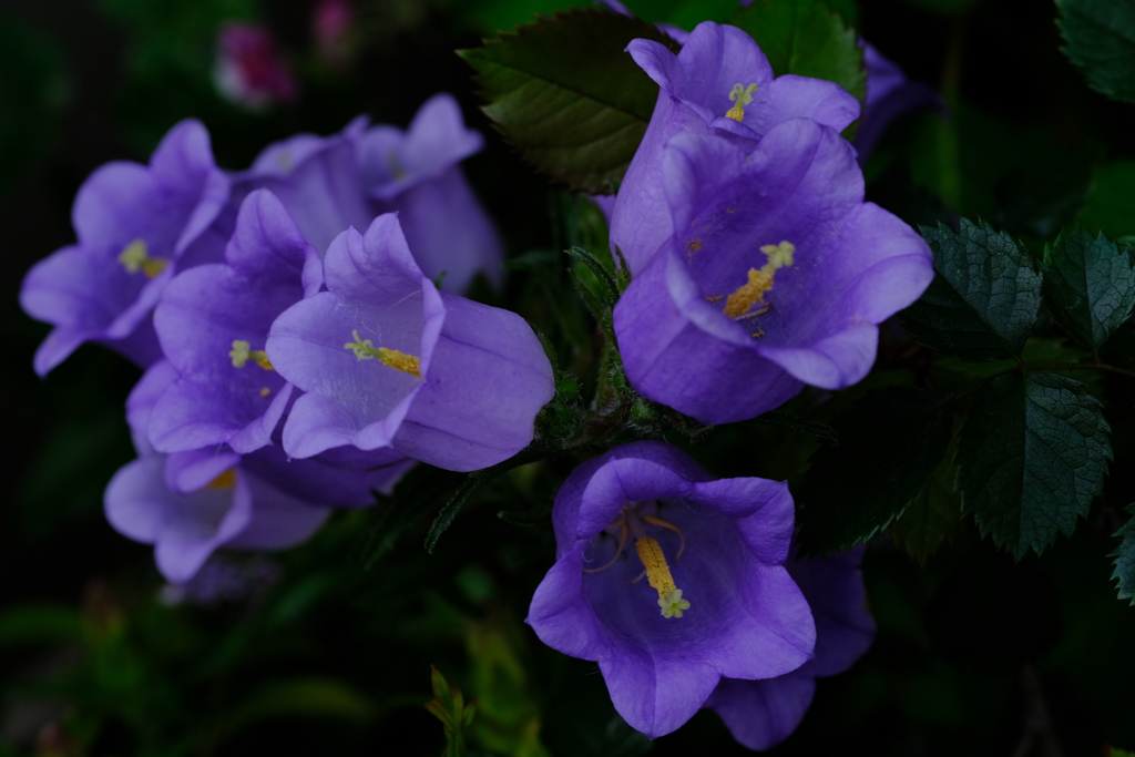 町内花散歩15
