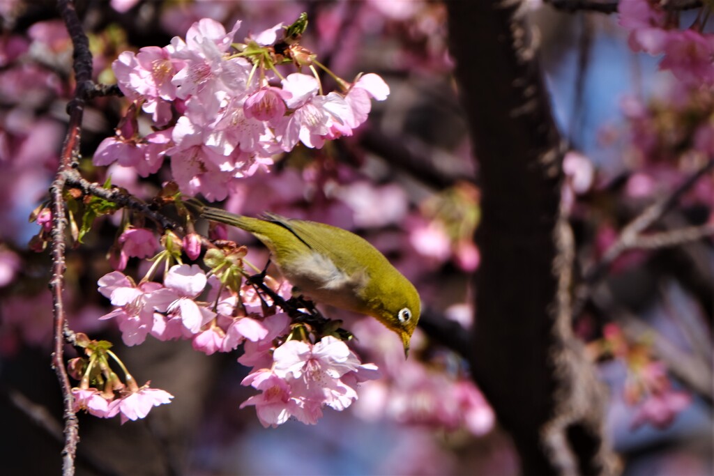 河津桜とメジロ ２