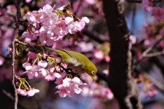 河津桜とメジロ ２