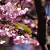 河津桜とメジロ ２