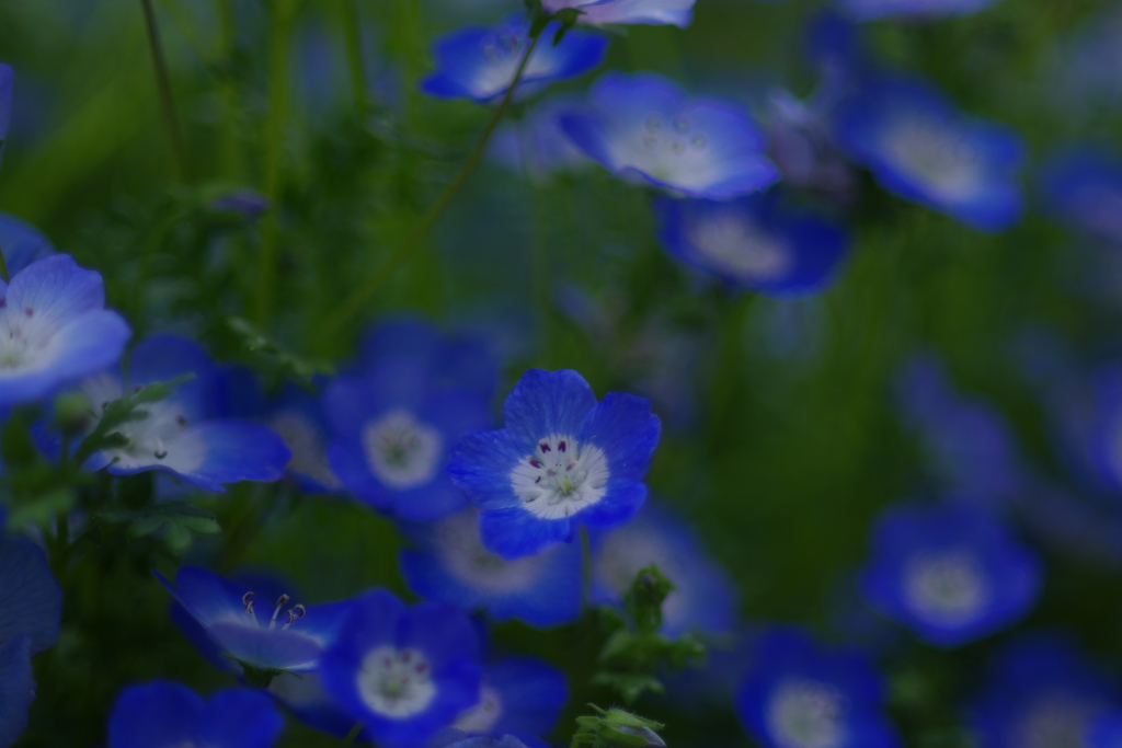 蓮華寺公園4