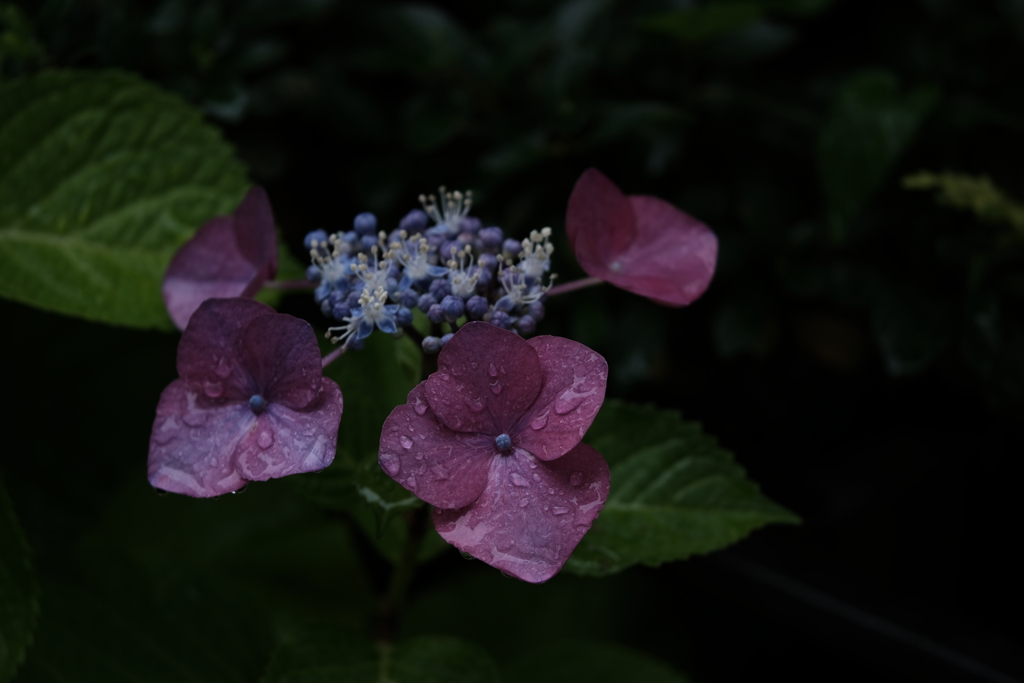 町内花散歩31