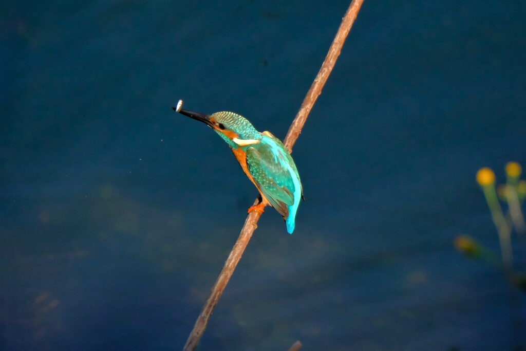 小物