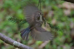 ルリビタキ雌の飛翔