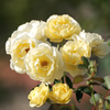 秋薔薇3