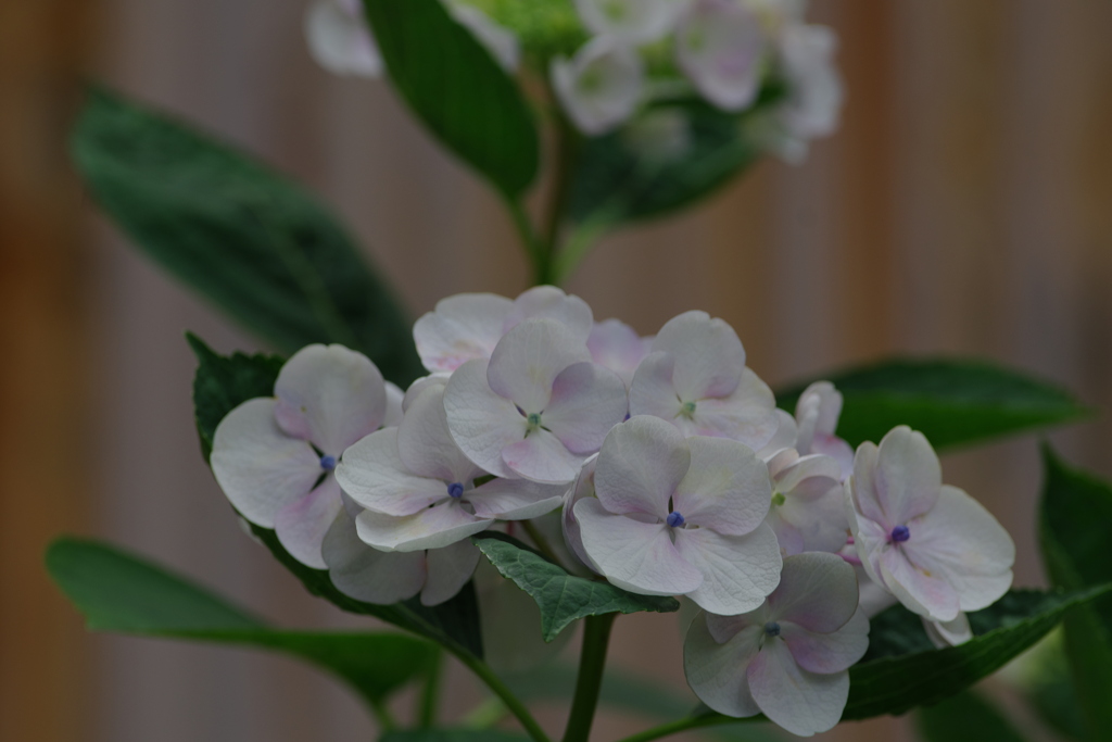 町内花散歩99