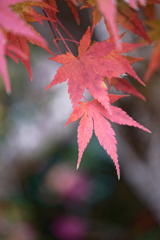 洞慶院１