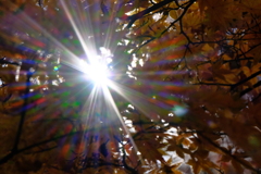 紅葉を突き抜ける