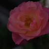 町内花散歩120