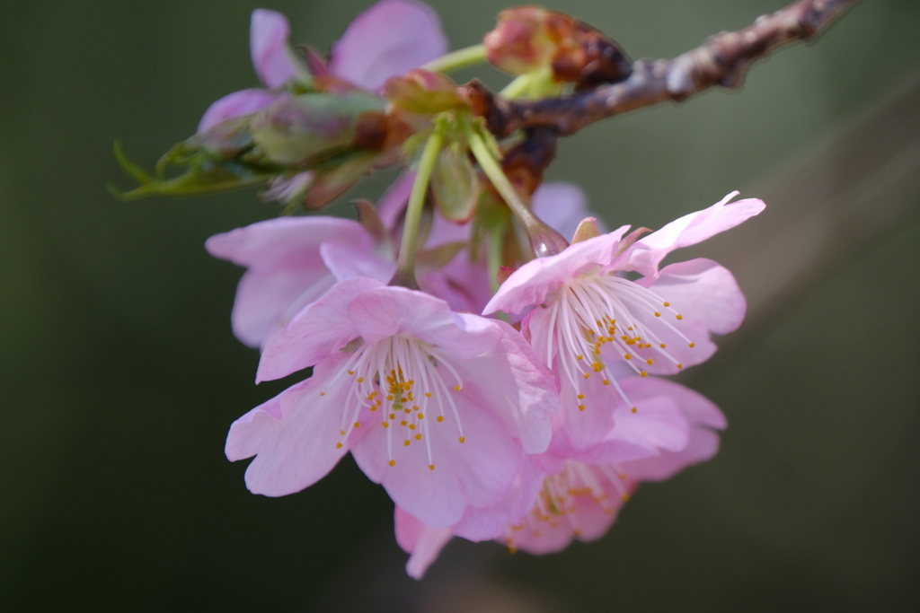 河津桜