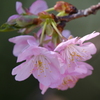 河津桜