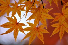 油山寺　紅葉1