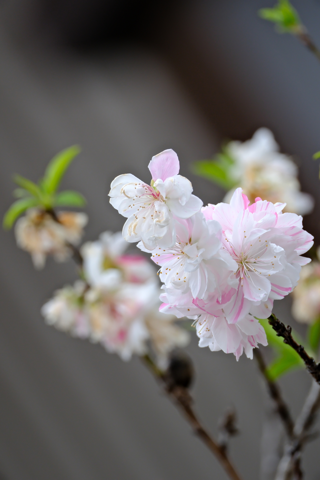 町内花散歩123