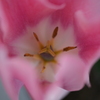町内花散歩６