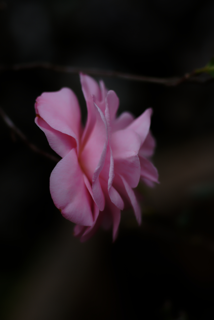 岡部玉取1