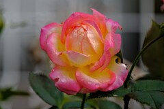 グラデーション