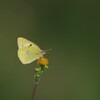 モンキチョウ