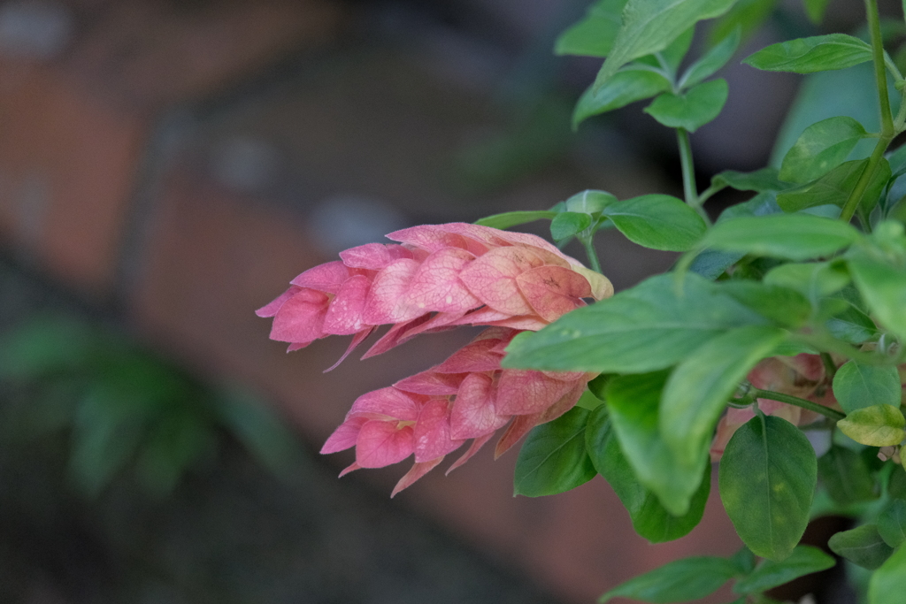 町内花散歩115