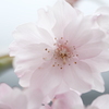 八重紅枝垂れ桜