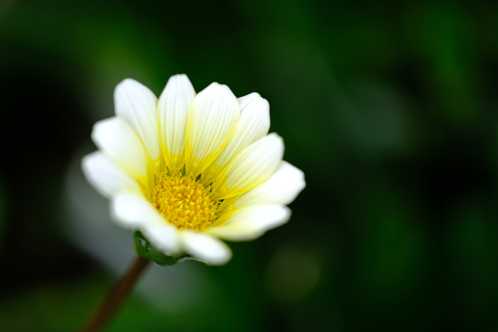 町内花散歩45