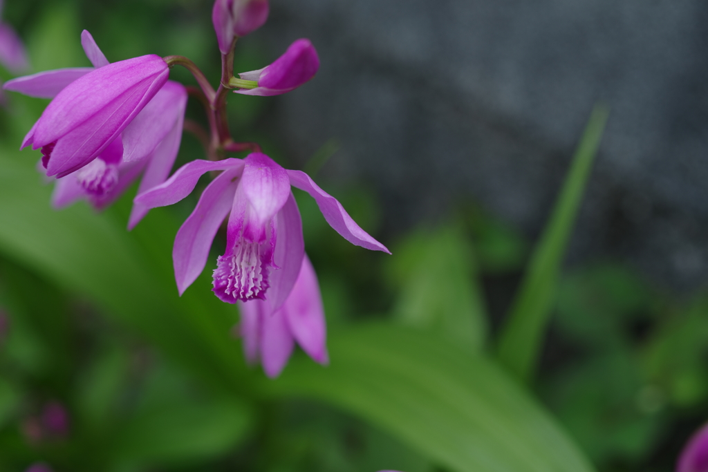 町内花散歩126