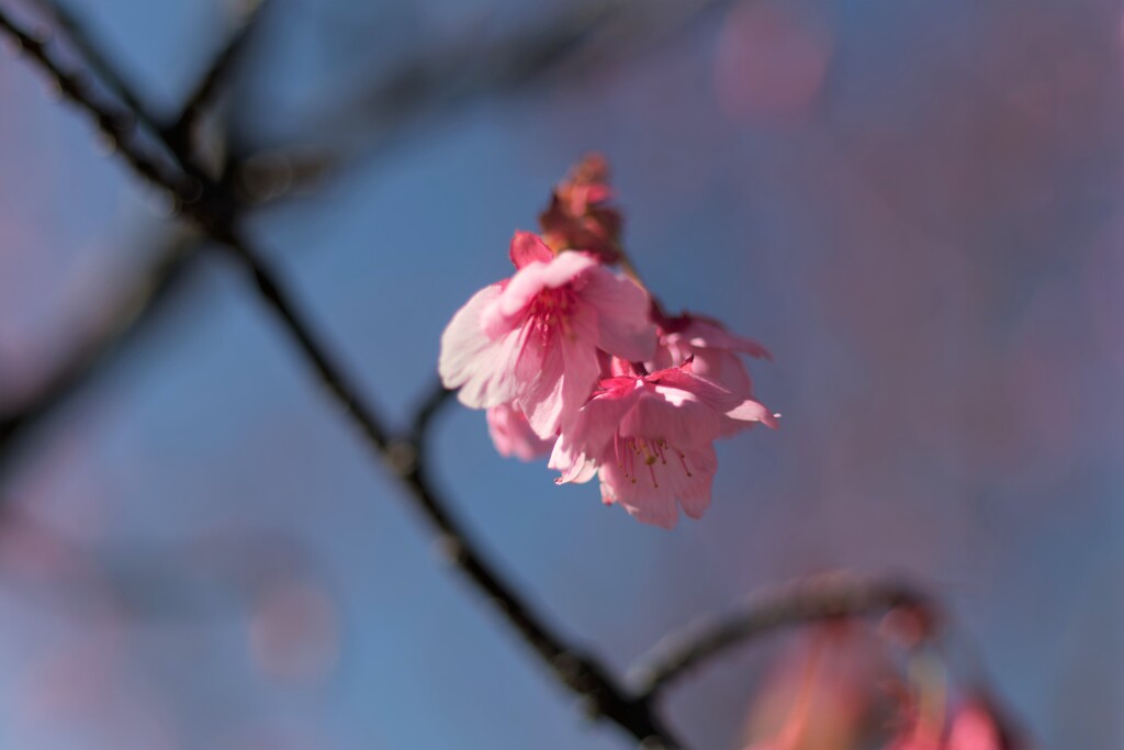 薄寒桜2