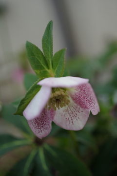 町内花散歩118