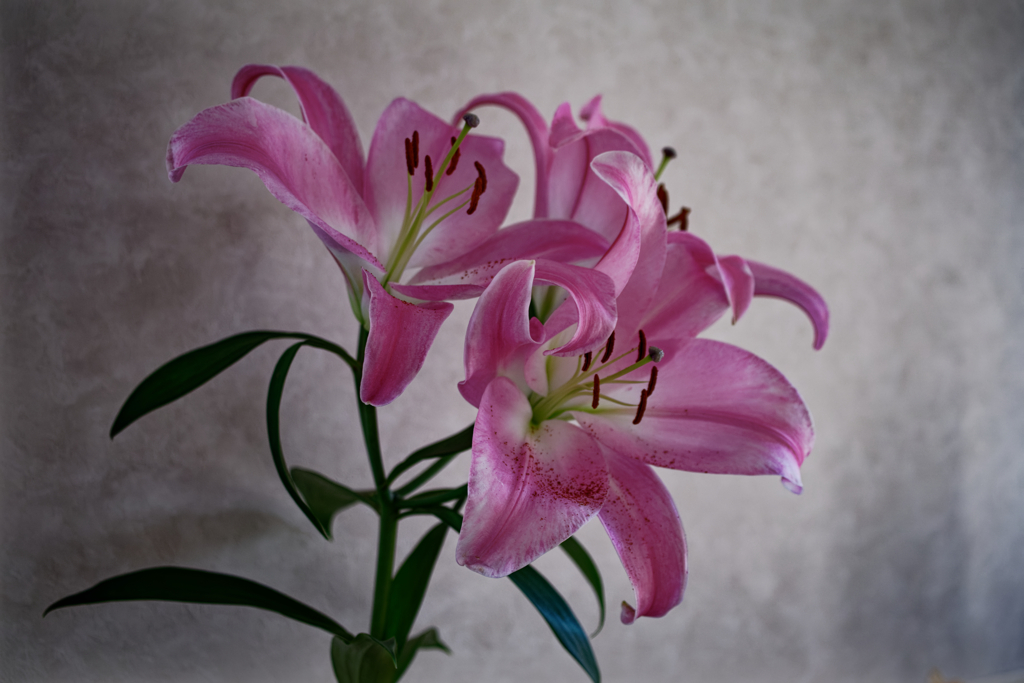 百合