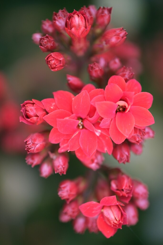 町内花散歩１