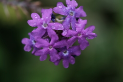 町内花散歩33