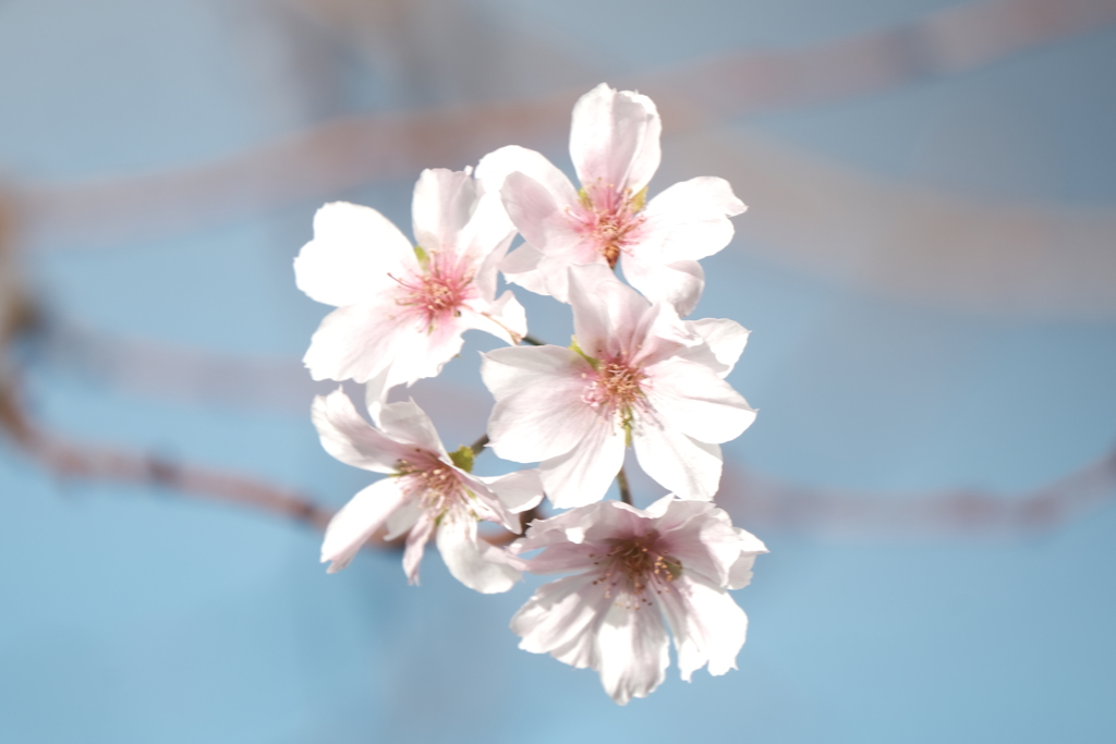 町内花散歩50