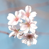 町内花散歩50